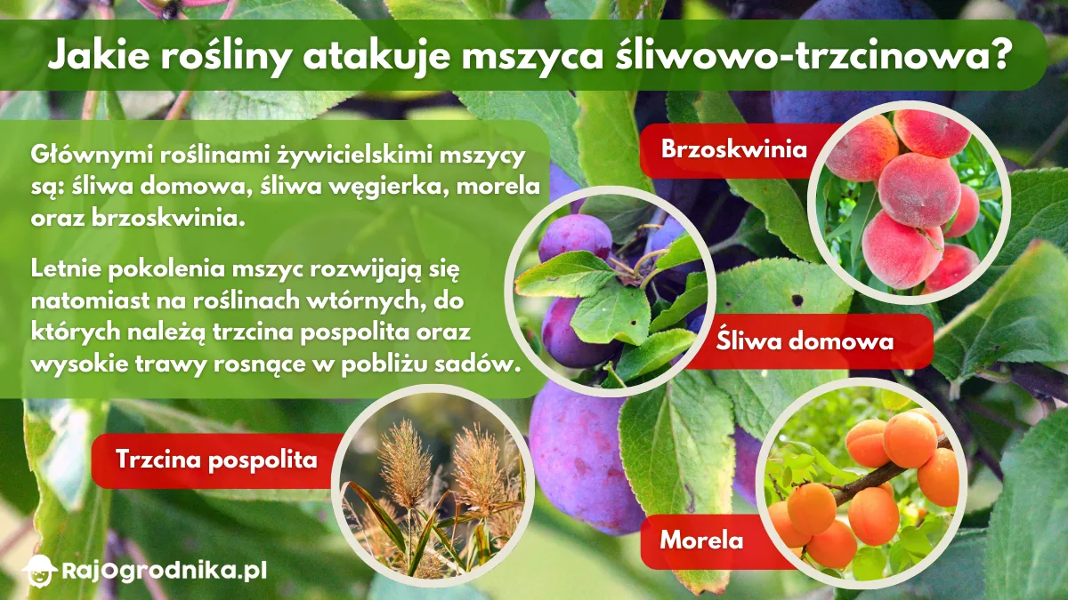 Jakie-rośliny-atakuje-mszyca-śliwowo-trzcinowa-blog-sklep-rajogrodnika